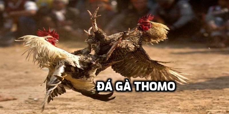 Đá gà Thomo VSBET – Tận Hưởng Cá Cược Trực Tuyến Hay