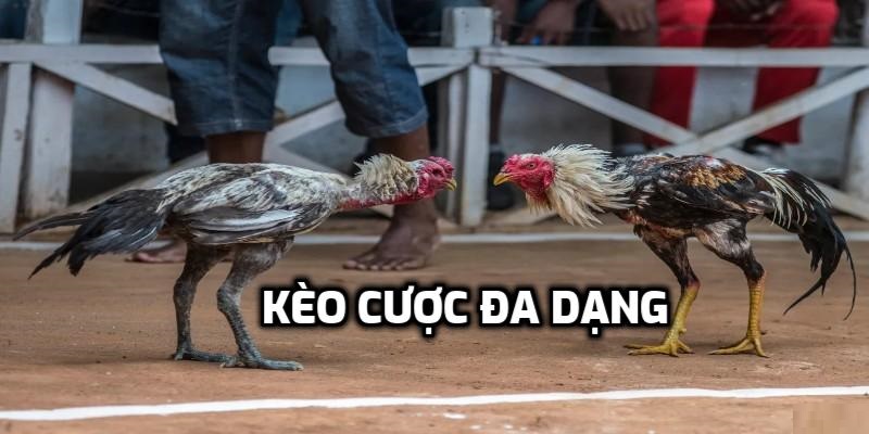 Đá gà Thomo VSBET thực sự đáng chơi