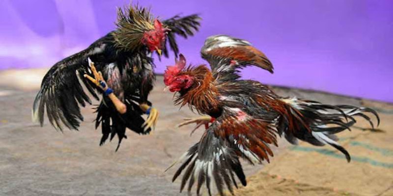 Giới thiệu chi tiết nhất đá gà VSBET