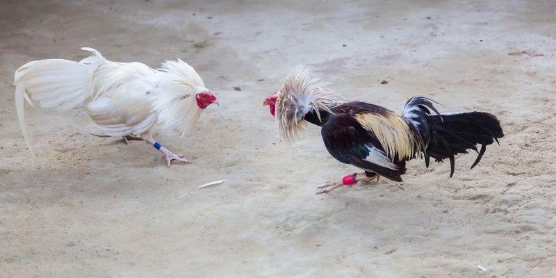 Không thể bỏ qua hướng dẫn đặt và theo dõi kết quả