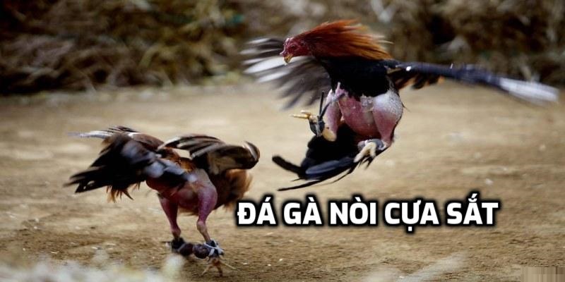 Lý giải vì sao các dân chơi luôn thích