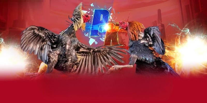 Những điều cần biết khi đá gà ăn tiền VSBET